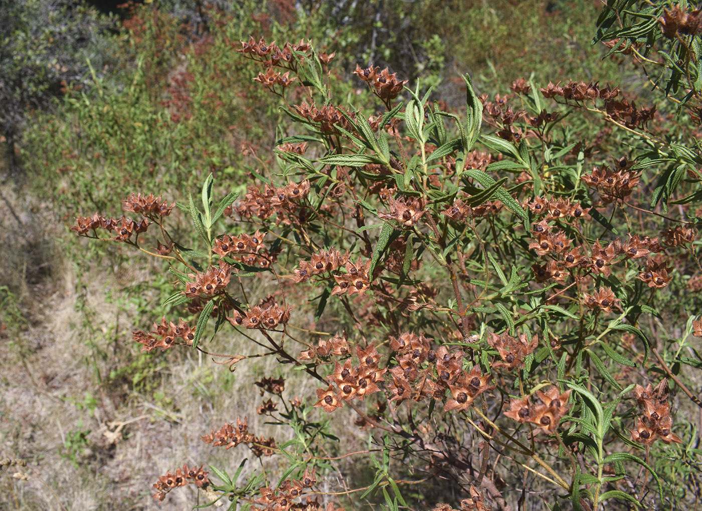 Image of Cistus monspeliensis specimen.