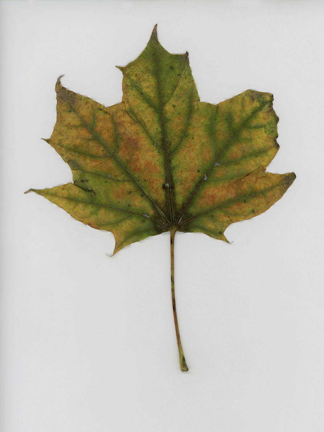 Image of Acer platanoides specimen.