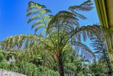 Cyathea cooperi. Верхушка спороносящего растения. Португалия, о-в Мадейра, г. Фуншал, в культуре. 18.08.2025.
