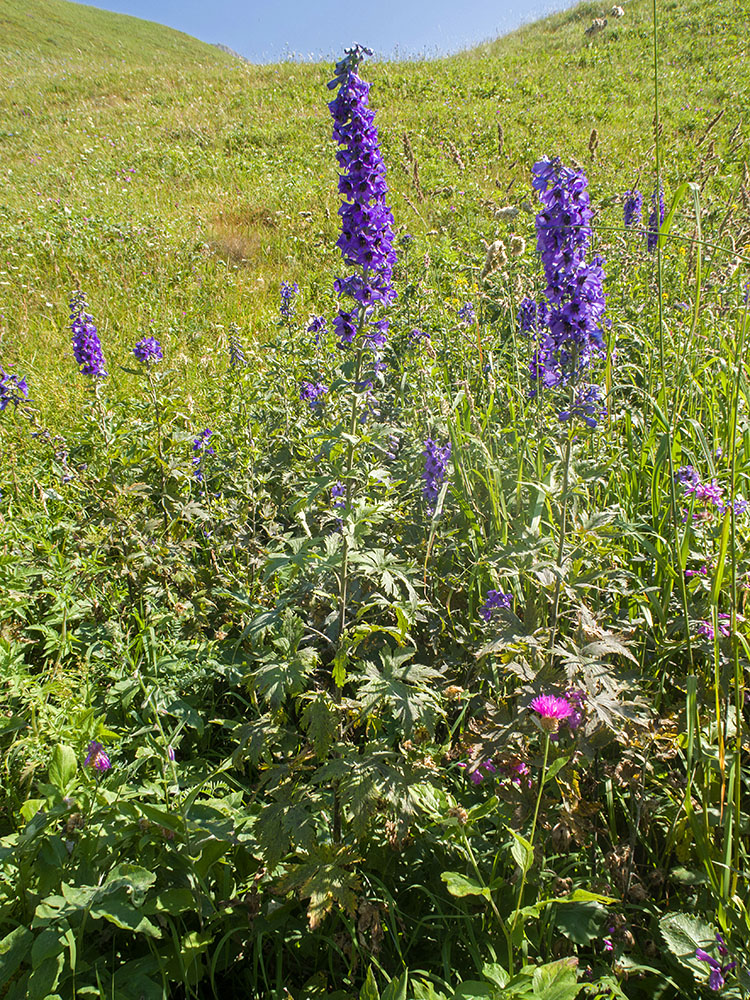 Изображение особи Delphinium bracteosum.