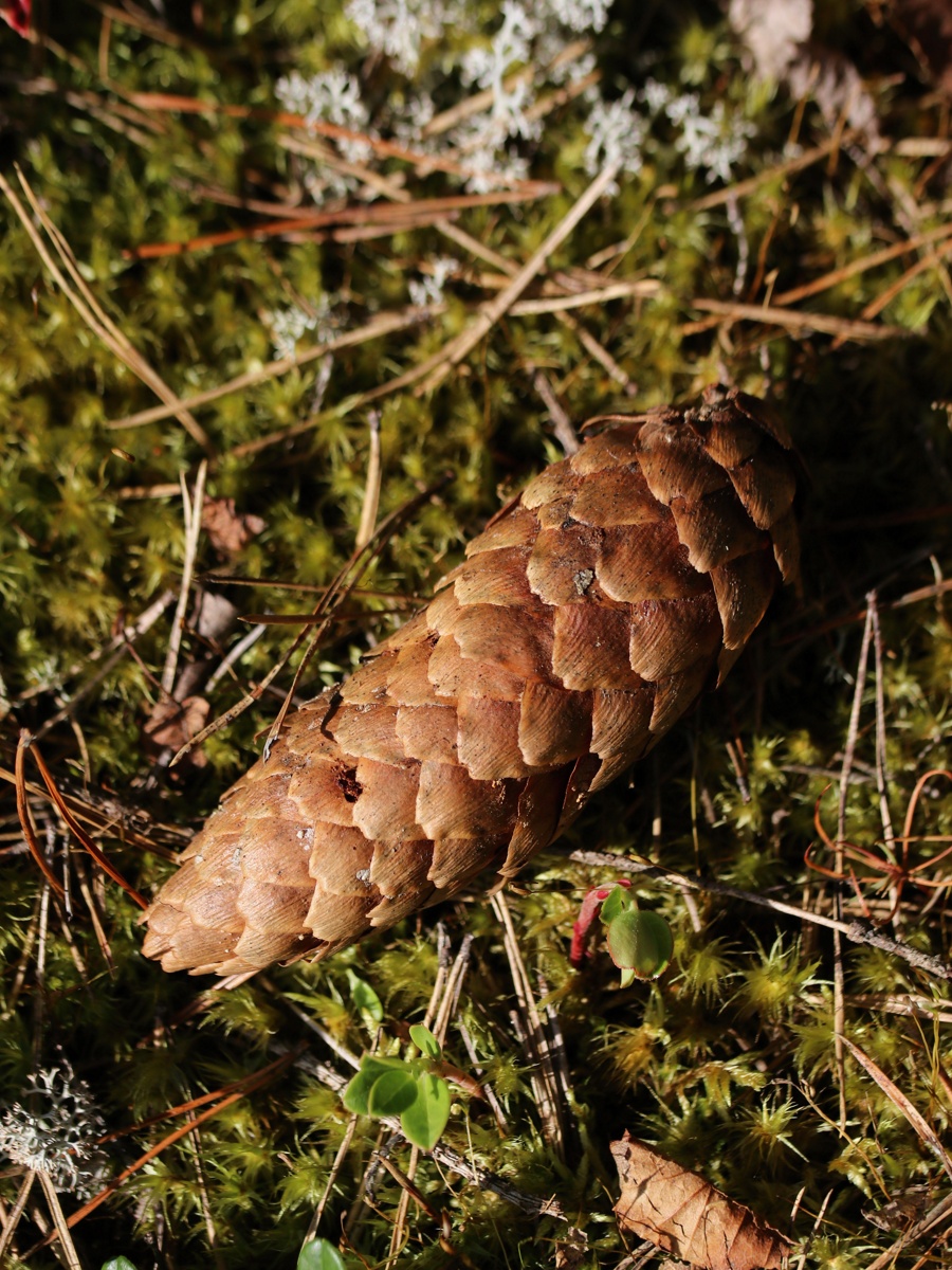 Image of Picea abies specimen.