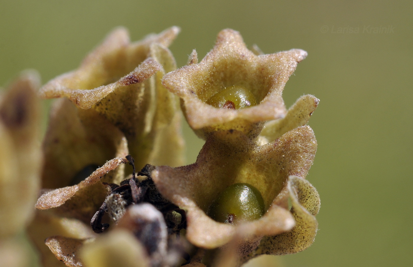 Image of Vitex pinnata specimen.
