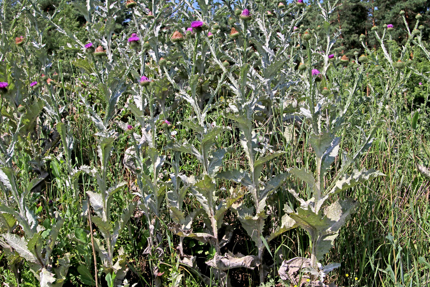 Изображение особи Onopordum acanthium.