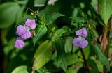 Impatiens glandulifera. Верхушки побегов с цветками и плодами. Московская обл., окр. г. Железнодорожный, дол. р. Чёрная, опушка смешанного леса. 22.09.2025.