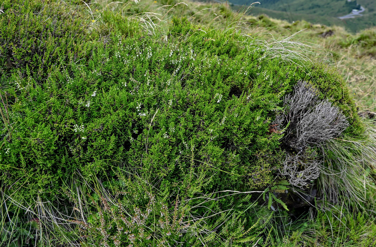 Изображение особи Calluna vulgaris.