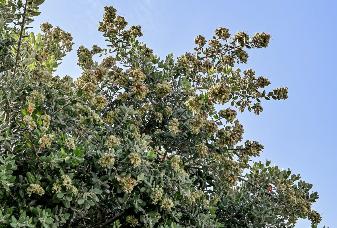 Image of Metrosideros excelsa specimen.