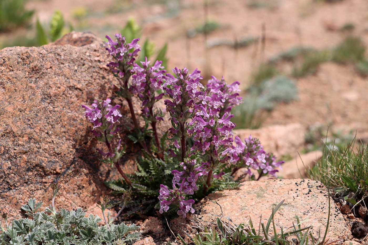 Image of Pedicularis korolkowii specimen.