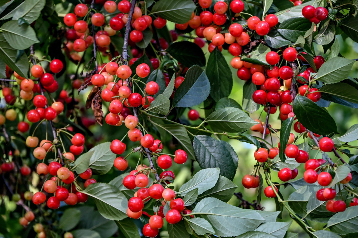 Изображение особи Cerasus vulgaris.