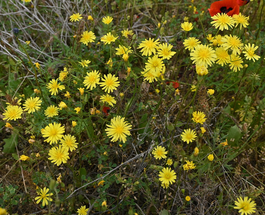 Image of familia Asteraceae specimen.