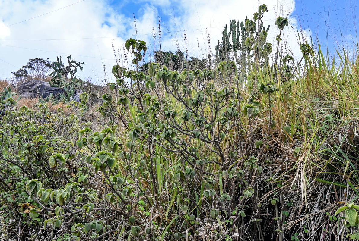 Изображение особи Coleus barbatus.