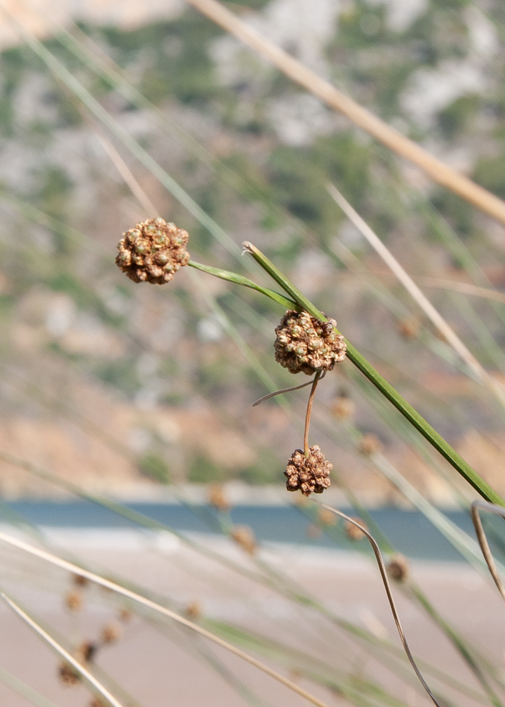 Изображение особи Scirpoides holoschoenus.