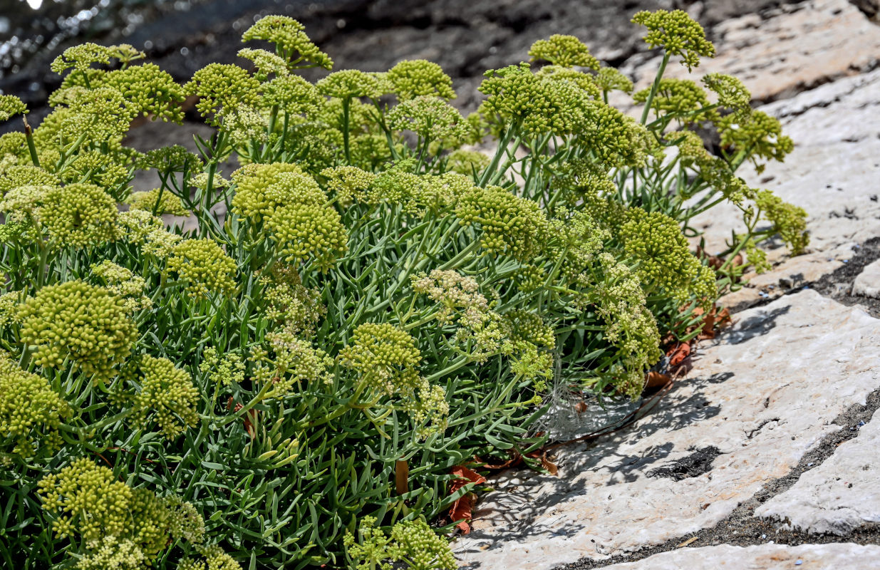Image of Crithmum maritimum specimen.