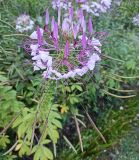 Image of taxon representative. Author is Григорий Токарев