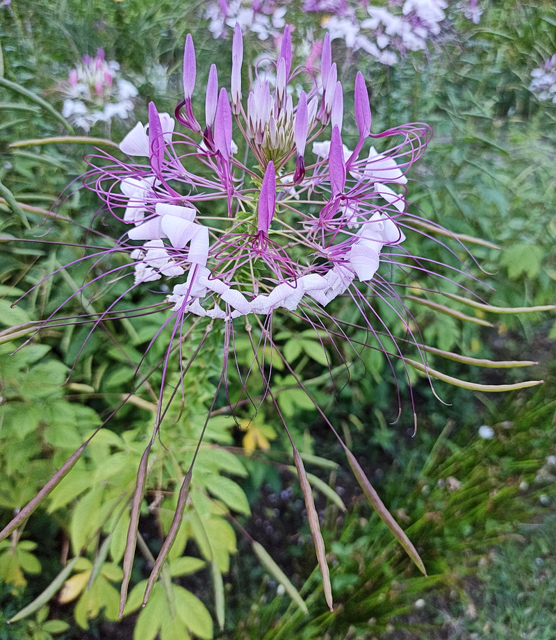 Image of Tarenaya hassleriana specimen.