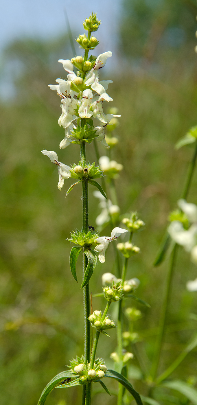 Изображение особи Stachys recta.