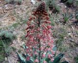 Eremurus alberti. Верхушка цветущего растения. Кыргызстан, Алайский хр., между городами Ош и Наукат, обнажение гипсоносных глин с выходами кристаллического гипса. 05.04.2026.