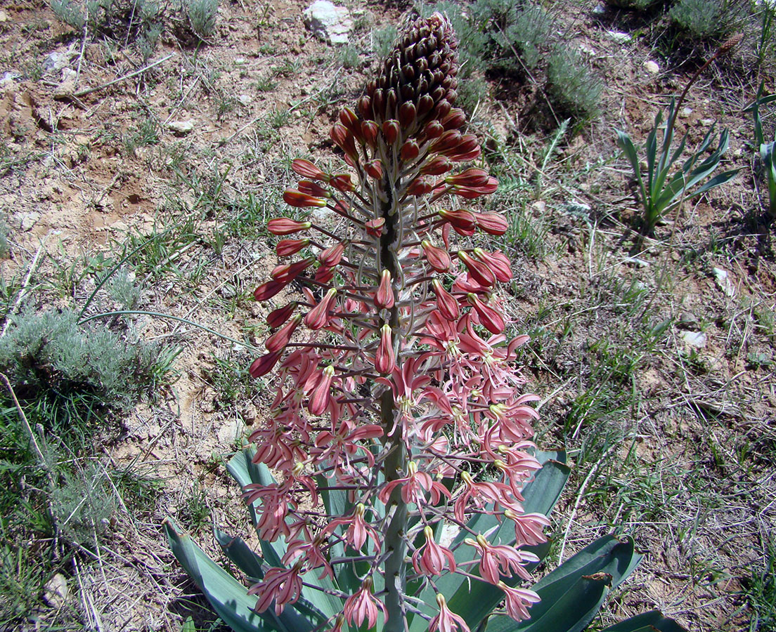 Изображение особи Eremurus alberti.