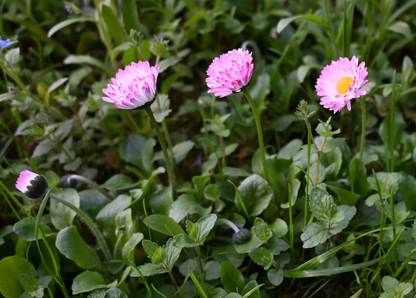 Изображение особи Bellis perennis.