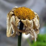 Leucanthemum maximum. Отцветающее соцветие. Свердловская обл., окр. г. Североуральск, дачный участок. 15.09.2024.
