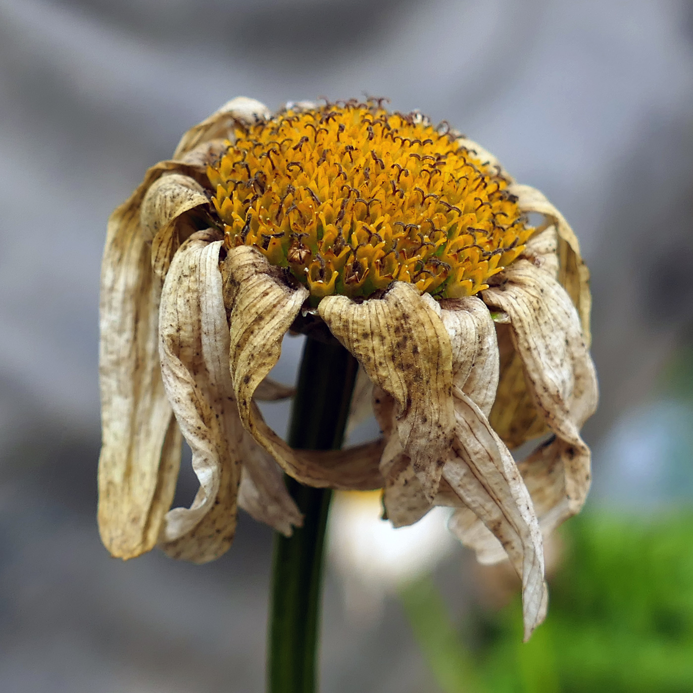 Изображение особи Leucanthemum maximum.