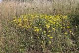 Sedum reflexum. Цветущие растения. Крым, Севастополь, сухая степь (dry grassland). 21.06.2026.