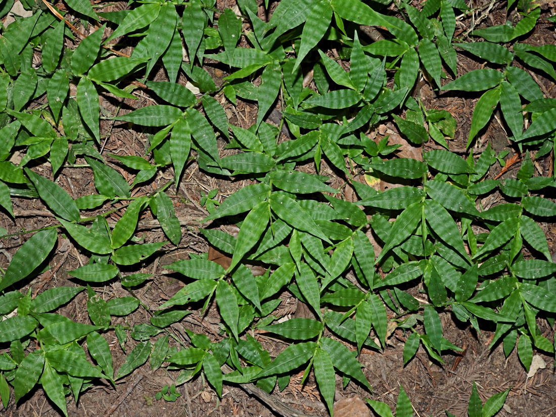 Изображение особи Oplismenus undulatifolius.