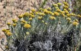 Helichrysum italicum