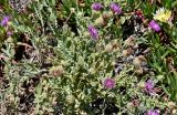 Centaurea sphaerocephala. Верхушка цветущего растения. Португалия, округ Бежа, окр. г. Карвальял, каменистый склон. 06.06.2026.