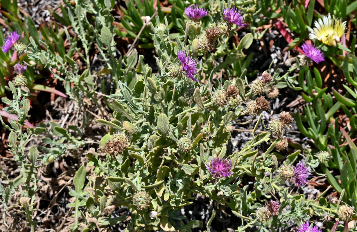 Image of Centaurea sphaerocephala specimen.