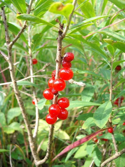 Image of Daphne mezereum specimen.