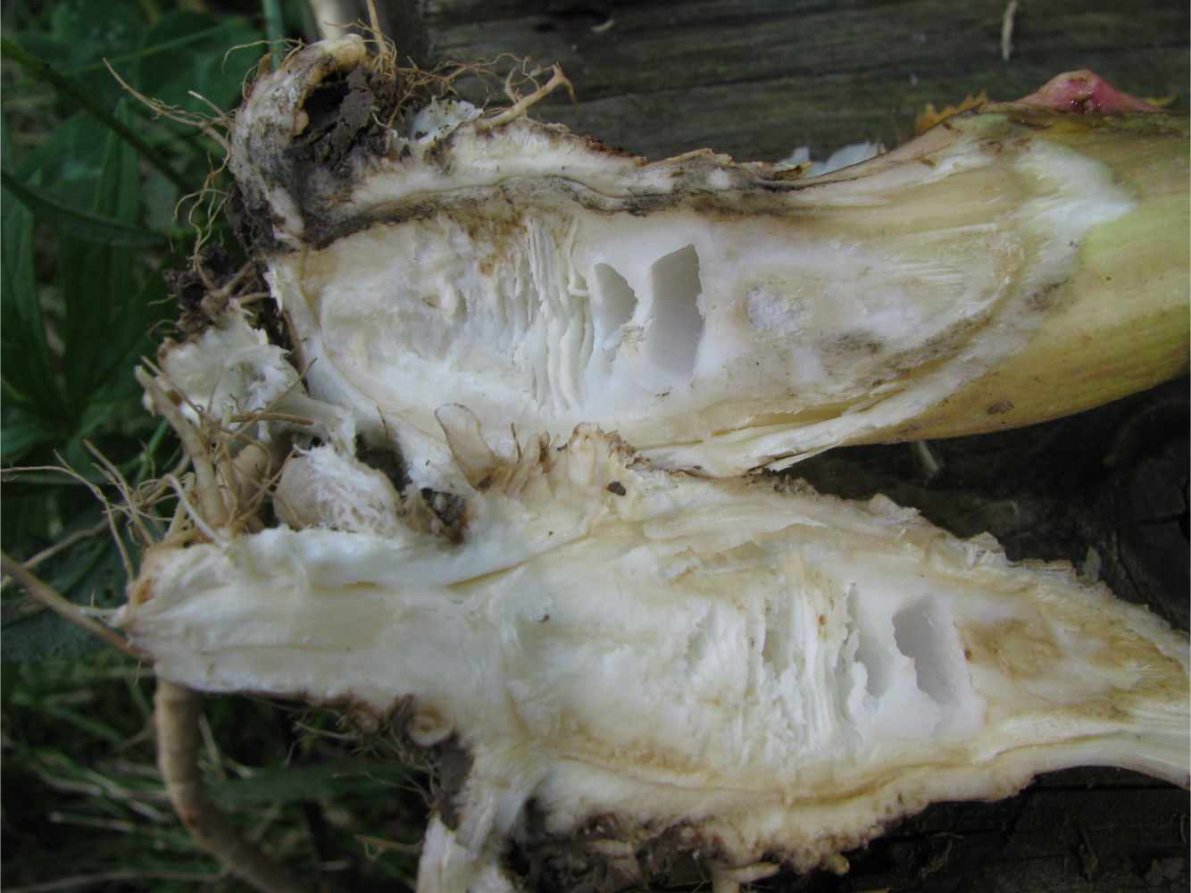 Image of Unknown species specimen.