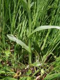 Dactylorhiza umbrosa