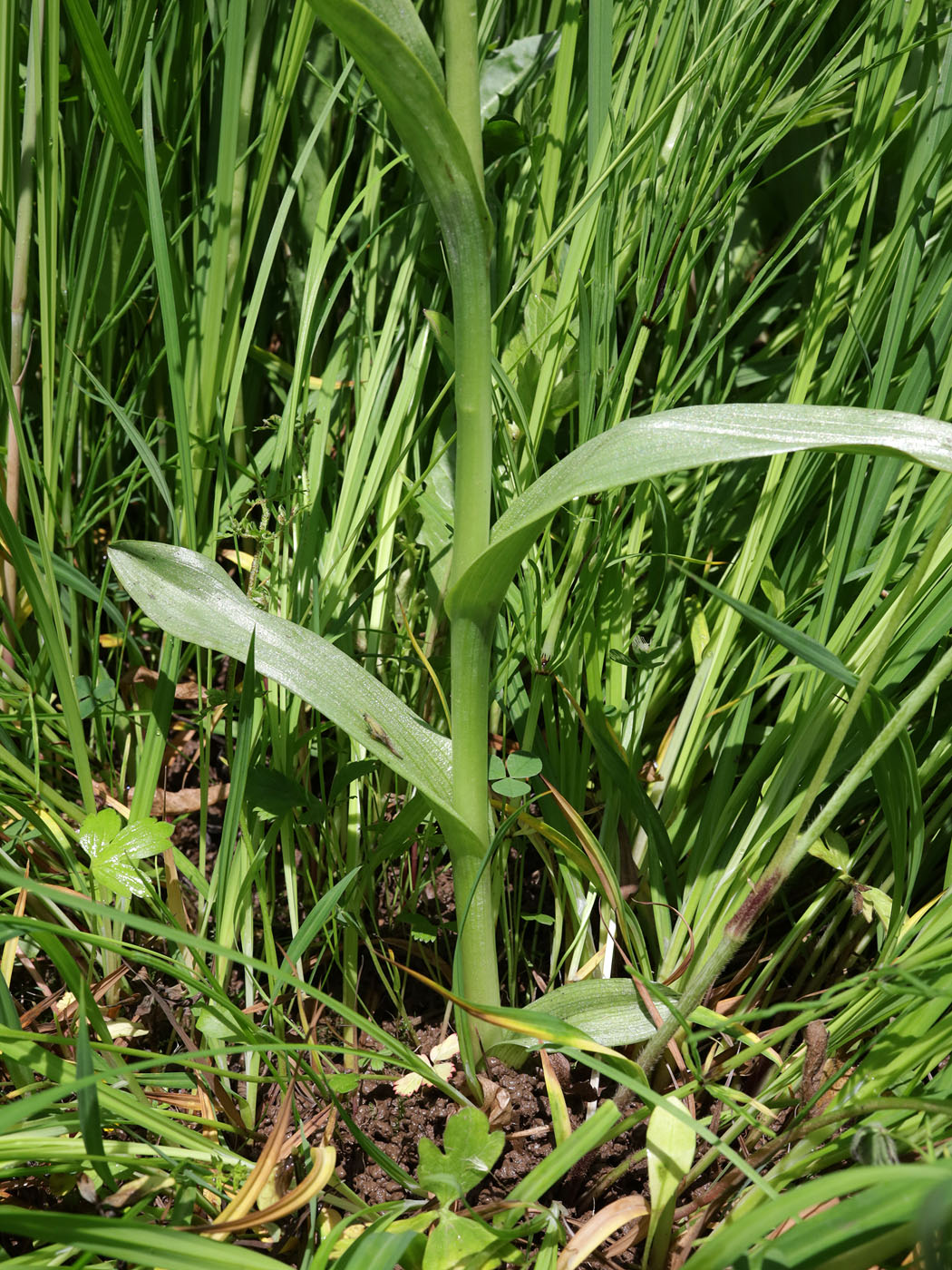 Image of Dactylorhiza umbrosa specimen.