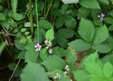 Rubus sanctus