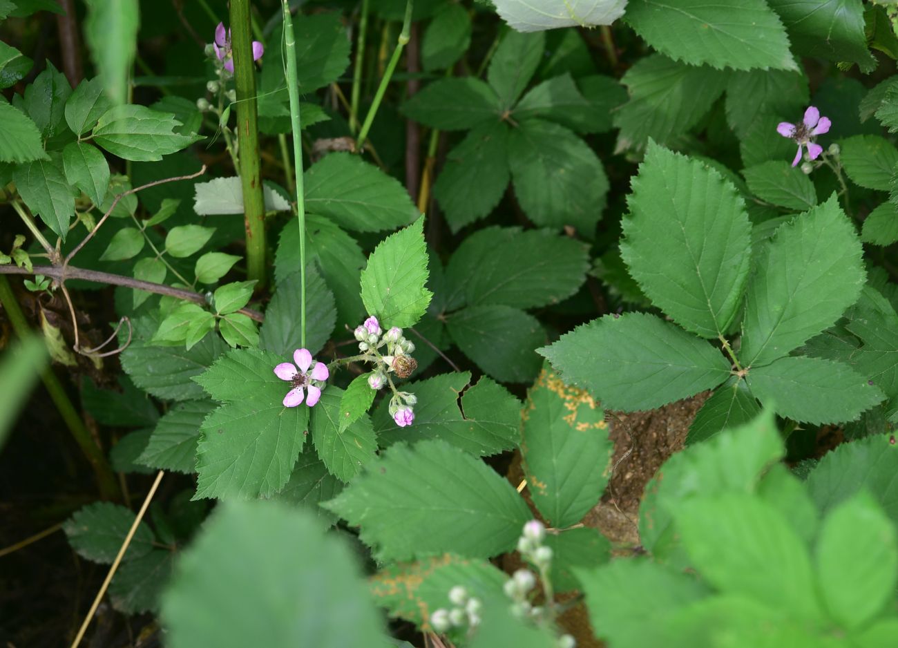 Изображение особи Rubus sanctus.