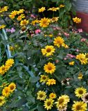 Heliopsis helianthoides подвид scabra. Верхушка цветущего растения. Московская обл., г. Железнодорожный, в культуре. 21.08.2026.