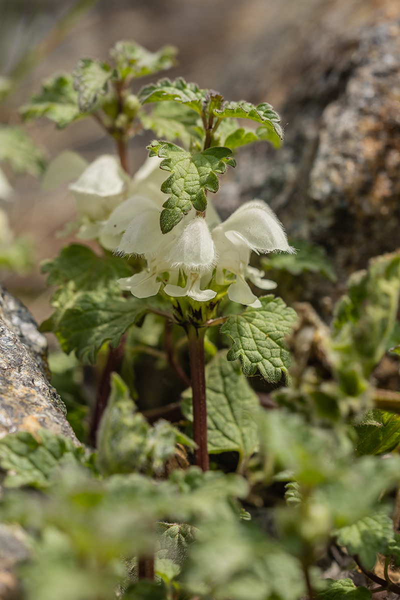 Image of Lamium tomentosum specimen.
