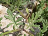 Dracocephalum bipinnatum. Листья. Таджикистан, Горно-Бадахшанская автономная обл., Ишкашимский р-н, окр. кишлака Гармчашма, дол. р. Гармчашма, ≈ 2600 м н.у.м., каменистая осыпь. 2 июля 2026 г.