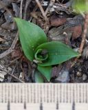 Spiranthes spiralis