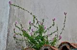 Antirrhinum linkianum