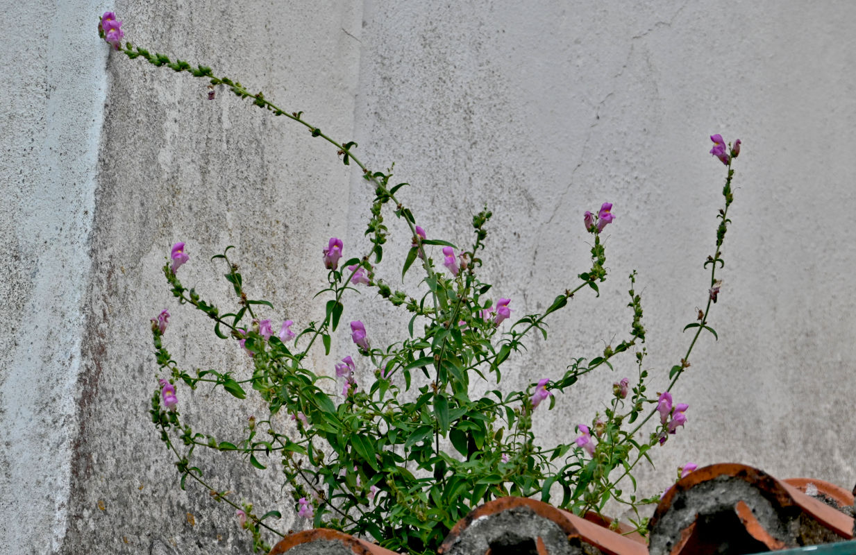 Изображение особи Antirrhinum linkianum.
