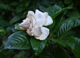 genus Gardenia. Увядающий цветок и листья. Краснодарский край, г. Сочи, парк \"Дендрарий\". 17.08.2026.