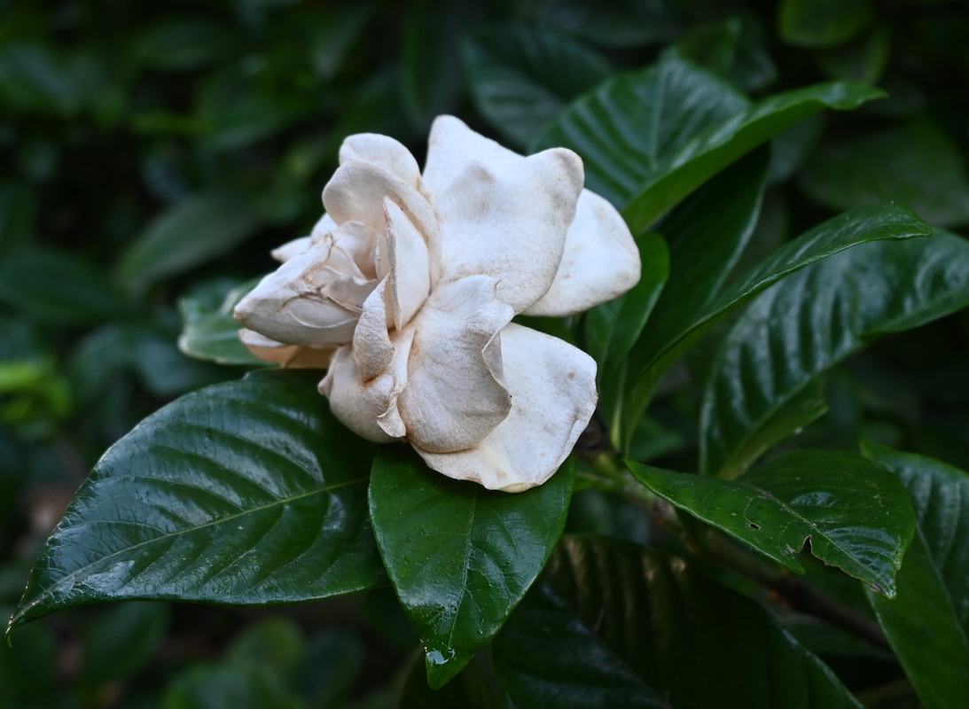 Изображение особи род Gardenia.