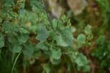род Rumex. Лист. Турция, ил Артвин, р-н Юсуфели, левый берег р. Бархал-Чайи над порогом, выс. 1800 м н.у.м., скальная полка. 14 июня 2026 г.