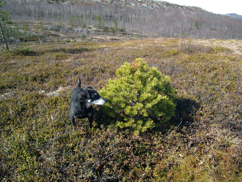 Изображение особи Pinus friesiana.