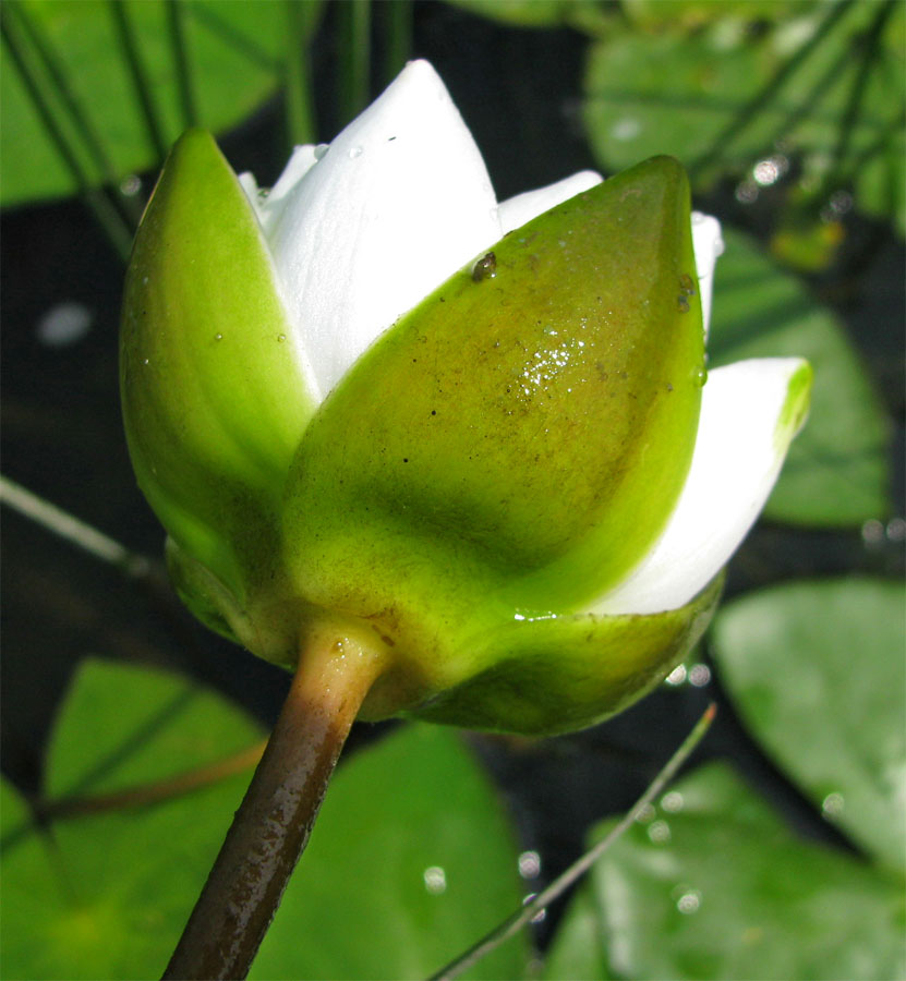 Image of Nymphaea candida specimen.