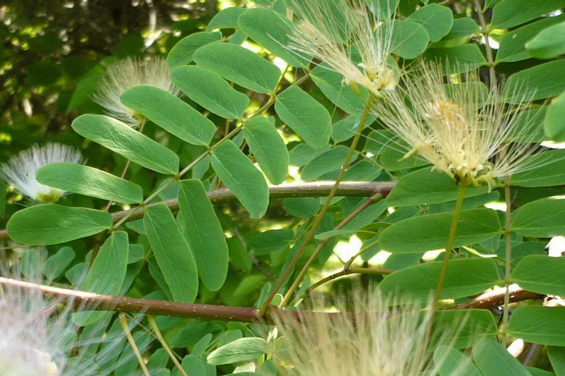 Image of Albizia kalkora specimen.