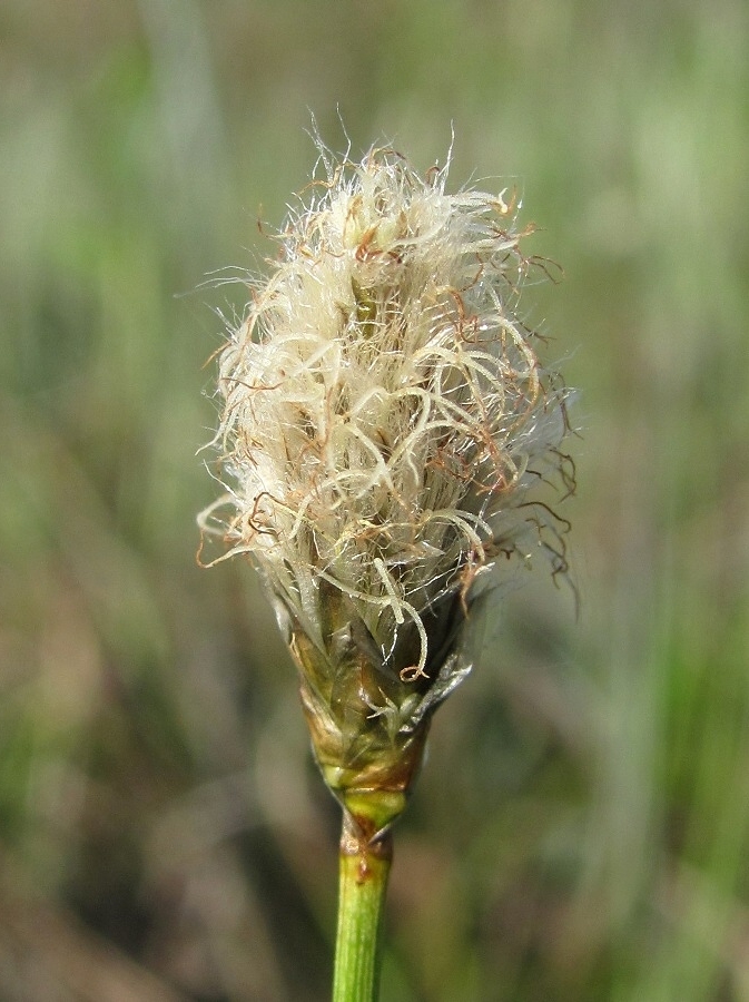 Изображение особи Eriophorum russeolum.