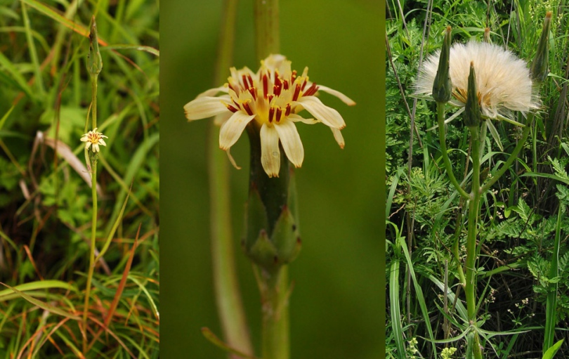 Изображение особи Scorzonera albicaulis.