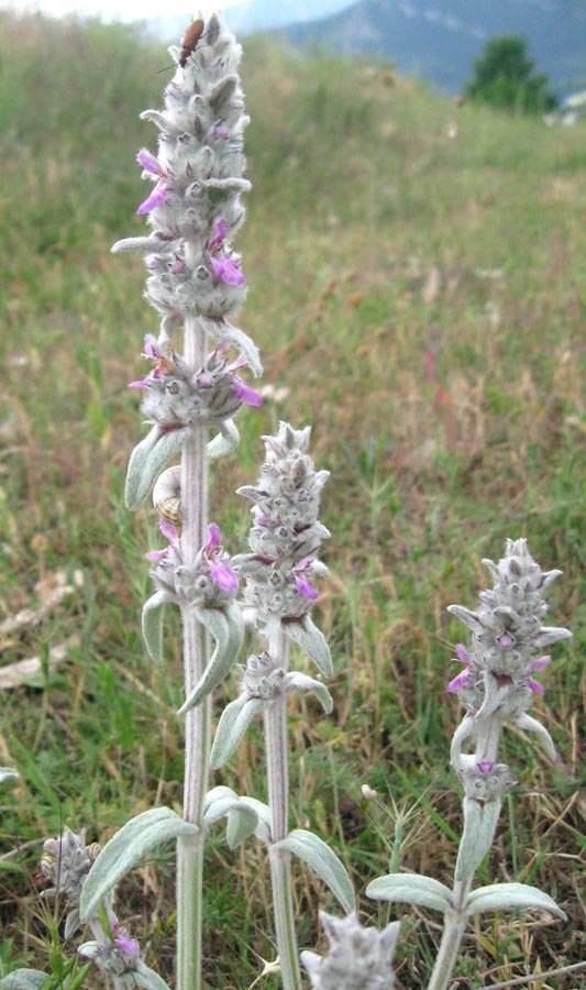 Изображение особи Stachys velata.